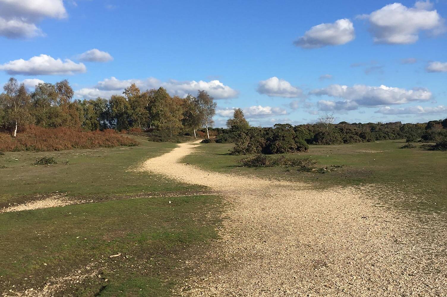 BoB-New-Forest-walk