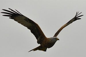 Red-Kite flying