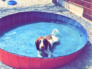 Old Oaks dog pool