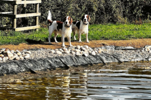 Old Oaks dog pond by side