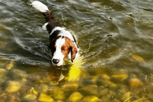 Old Oaks dog pond swimming