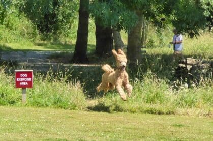 Dog-friendly adults-only caravan holiday park