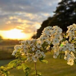 Tranquil Parks news May 2026