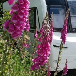 Tranquil Parks news June 2026